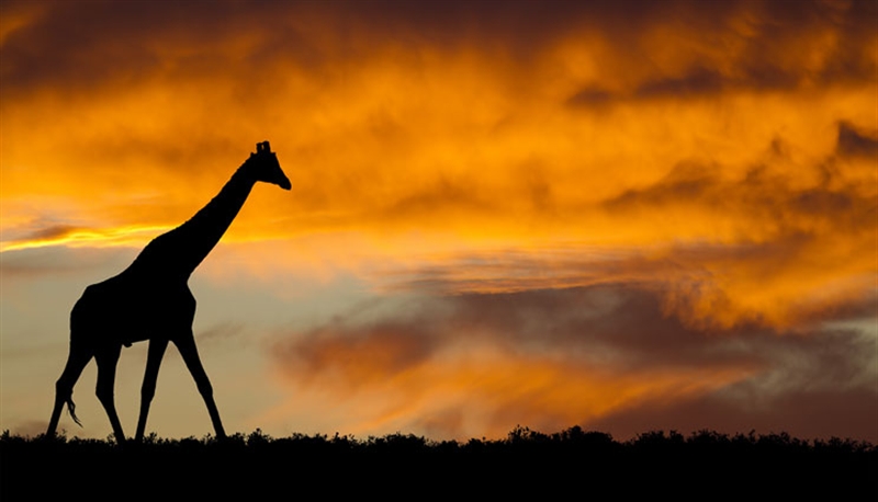 Familiereis ZUID-AFRIKA EN SWAZILAND AVONTUUR - 21 dagen; Op avontuur in Zuid-Afrika